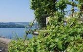 Туры в отель Hotel Hirschen am See