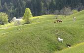 Туры в отель Aspen alpin lifestyle hotel Grindelwald
