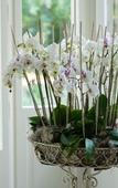 Туры в отель Signau House & Garden