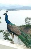 Туры в отель New Century Resort Qiandao Lake Hangzhou