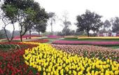 Туры в отель Four Points by Sheraton Chengdu, Pujiang Resort