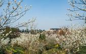Туры в отель Four Points by Sheraton Chengdu, Pujiang Resort
