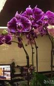 Туры в отель Dyna Sun International Hotel (Suzhou East Taihu Lake Scenic Area)