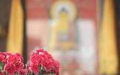 Туры в отель Blossom Hill Inn