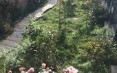 Туры в отель Blossom Hill Inn