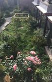 Туры в отель Blossom Hill Inn