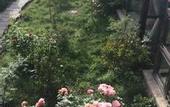 Туры в отель Blossom Hill Inn