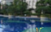 Туры в отель Country Garden Phoenix Hotel
