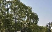Туры в отель Jinling Nanlin Hotel