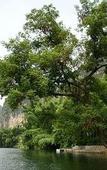 Туры в отель Yangshuo Riverside Resort Hotel