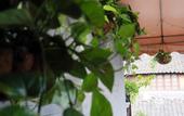 Туры в отель Shanghai Jiaoli Xiaoyan Inn (Zhujiajiao Scenic Area Ancient Town)