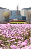 Туры в отель Mingdu Ziwei Garden Hotel