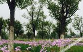 Туры в отель Mingdu Ziwei Garden Hotel