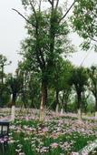 Туры в отель Mingdu Ziwei Garden Hotel