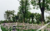 Туры в отель Mingdu Ziwei Garden Hotel