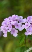 Туры в отель Country Garden Flower City Hotel