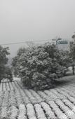 Туры в отель Hangzhou Yinxi Tea House (West Lake Lingyin)