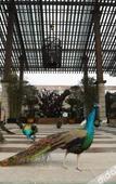 Туры в отель Tianci Huatang Forest Hot Spring Resort Hotel (Chongqing Lushan Branch)