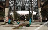 Туры в отель Tianci Huatang Forest Hot Spring Resort Hotel (Chongqing Lushan Branch)