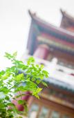 Туры в отель Chongqing Weisheng Hongsheng Hotel (Sigongli Light Rail Station Branch)