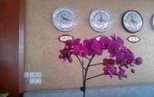 Туры в отель Shell Hotel (Aegean Sea shop  Old Street  Tai'an)
