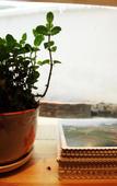 Туры в отель Cyan Box Guest House