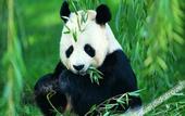 Туры в отель 7Days Inn Hotel (Chengdu Wenjiang Yiteng Guanghua Park Subway Station)