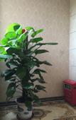 Туры в отель Fenglin Hotel (Guangzhou Nansha Tangkeng Metro Station)