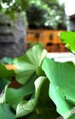 Туры в отель Floral Hotel Joyful Garden Hangzhou