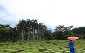 Туры в отель ROYAL WATERLILY HOTEL