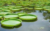 Туры в отель ROYAL WATERLILY HOTEL