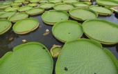 Туры в отель ROYAL WATERLILY HOTEL