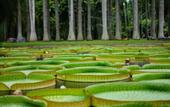 Туры в отель ROYAL WATERLILY HOTEL