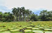 Туры в отель ROYAL WATERLILY HOTEL