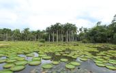 Туры в отель ROYAL WATERLILY HOTEL