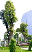 Туры в отель Oriental Grand Hotel Shaoxing