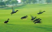 Туры в отель Zhuhai Jinwan Golf Hotel (Jinwan Huafa Shangdu Branch)