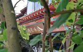 Туры в отель Shangquan Lishe (Ji'nan Daminghu Scenic Area)