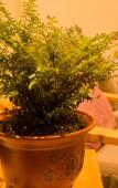 Туры в отель Floral Hotel·Songye Boutique Hotel