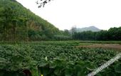 Туры в отель Anji Meilin  Resort