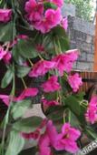 Туры в отель Wuyi Tangfeng Hot Spring Resort