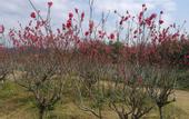 Туры в отель NKS Hotspring Grand View Garden