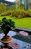 Туры в отель Swan Lakeview Hotel