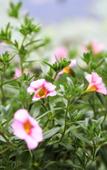 Туры в отель Floral Hotel·Moganshan Shuimo Shanju hotel