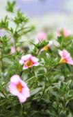 Туры в отель Floral Hotel·Moganshan Shuimo Shanju hotel
