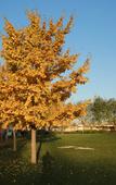 Туры в отель NORINCO SKYLIGHT RESORT