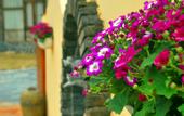 Туры в отель Moganshan Mountain Cat Inn