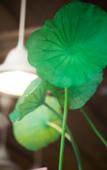 Туры в отель My Light Hostel