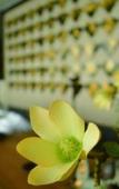 Туры в отель Hotel Indigo DALI ERHAI by IHG