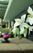 Туры в отель Hotel Indigo DALI ERHAI by IHG